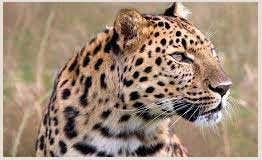 Wildlife tour packages in Rajasthan