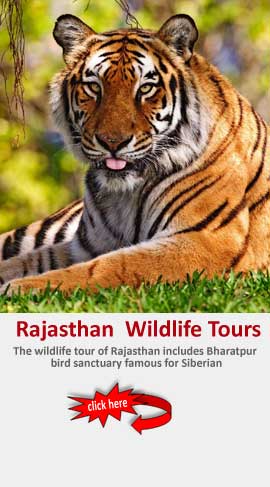 Rajasthan Wildlife Tour Pacakges